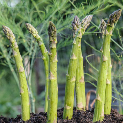 

Soil Me Soil Me Asparagus Seeds Seed(25 per packet)