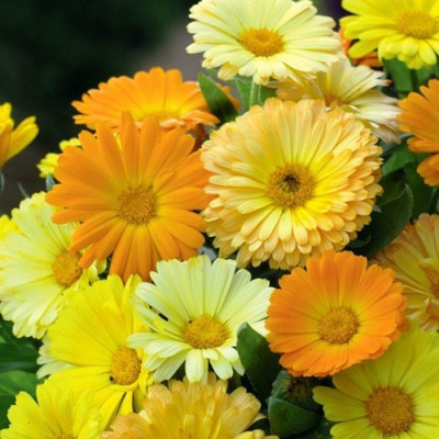 

Biocarve Calendula Dwarf Mix Seed(100 per packet)