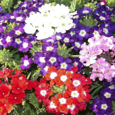 

Biocarve Verbena Seed(100 per packet)