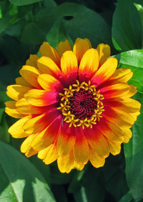 Real Seed Zinnia Giant Mixed F1 Hybrid Flower Seeds Seed(100 per packet)