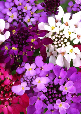 

Real Seed Candytuff Mixed Hybrid Imported Flower Seeds Seed(60 per packet)