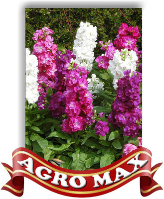 Agro Max STOCK DOUBLE MIX Seed(50 per packet)