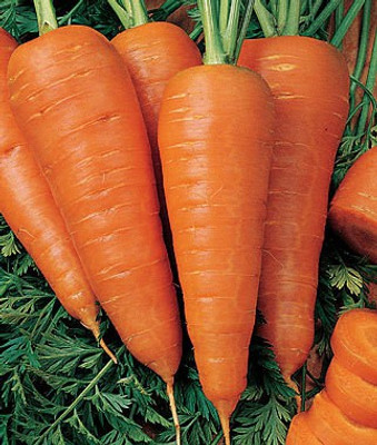 Seedbazaar Carrot Seed(50 per packet)