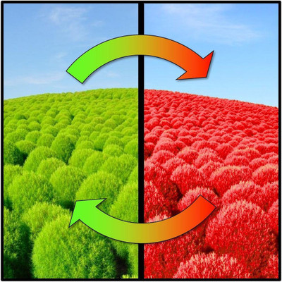 

National Gardens Burning Bush Flower - Kochia scoparia Seed(25 per packet)