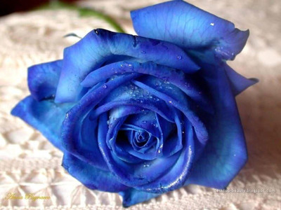 

National Gardens Blue Rose Flower Seeds by National Gardens Seed(10 per packet)