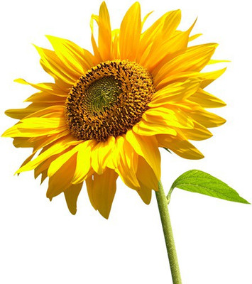 

Divine Tree Sunflower Seed(90 per packet)