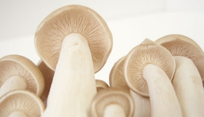 Priyathams Imported White Organic indoor/outdoor MUSHROOMS Seed(20 per packet)