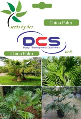 

DCS China Palm Seed(10 per packet)