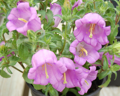 

Saaheli Campanula Seed(10 per packet)