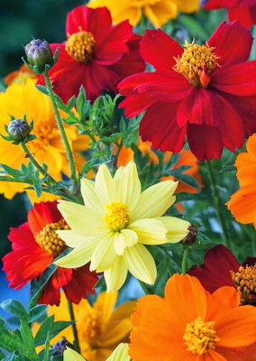 

Real Seed Cosmos Bright Light Mixed Seed(10 per packet)