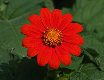 Airex Tithonia Seed(15 per packet)