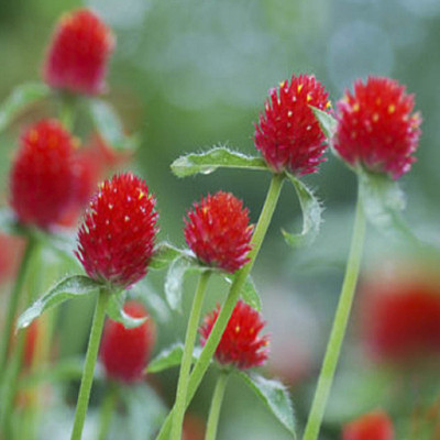 

Biocarve Gomphrena Seed(100 per packet)