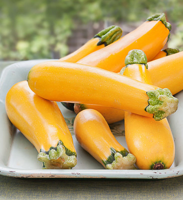 

Farm Seeds HYBRID ZUCCHINI GOLDEN DELIGHT Seed(30 per packet)
