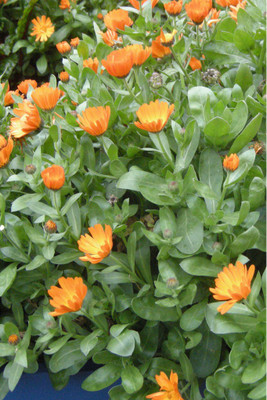Seedlings india Calendula Officianlis Fiesta Gitana Mixed Seed(50 per packet)