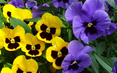 

Airex Pansy Seed(10 per packet)
