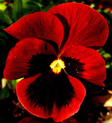 

Amir Enterprises pansy Seed(20 per packet)
