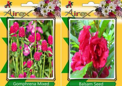 

Airex Gomphrena Mixed, Balsam Seed(20 per packet)