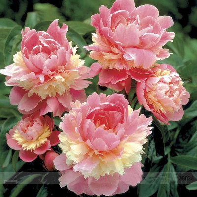 

Futaba Heirloom Sorbet Robust Seed(10 per packet)
