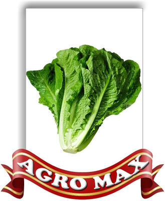 Agro Max LETTUCE Seed(50 per packet)