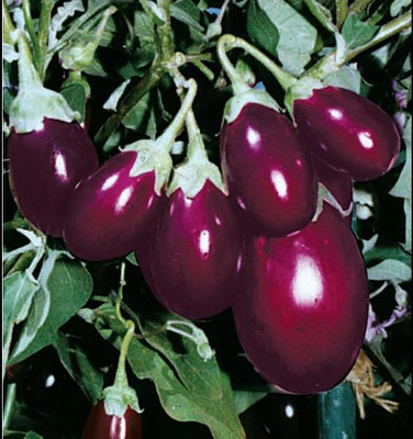 Nooelec India brinjal oval Seed(100 per packet)