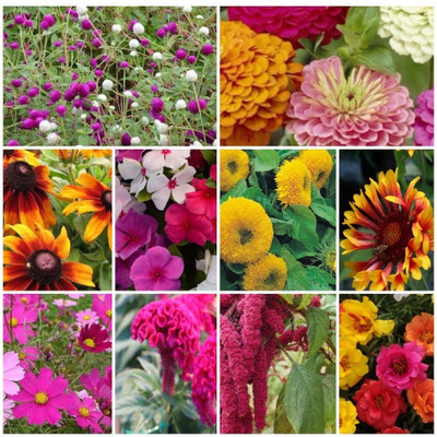 Biocarve Summer Flower Kit Seed(10 per packet)