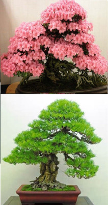

Rainbow Spring Seeds Bonsai Japanese Sakura Cherry Blossom And Pinus Thunbergii Tree Seed(10 per packet)