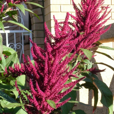 

Biocarve Amaranthus Pygmy Torch Seed(100 per packet)