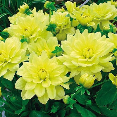 

Futaba Rare Exotic Dahlia Seed(100 per packet)