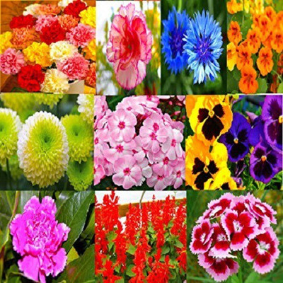

Vsquare Retail 10 Different Winter Flower Seeds packet Seed(50 per packet)