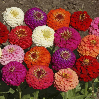 

Biocarve Zinnia elegans Lilliput Mixed Seed(100 per packet)