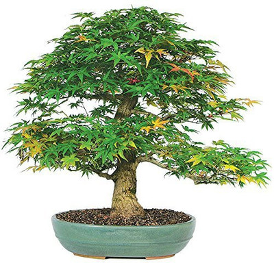 Futaba Maple Seed(10 per packet)