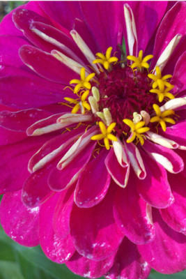 

Seedlings India Zinnia Dahlia Eldorado Hybrid Seed(60 per packet)