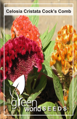 

Green World Celosia Cristata Cock's Comb Seed(10 per packet)