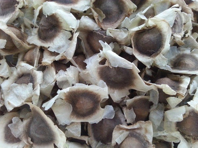 

Seedbazaar Drumstick Seed(90 per packet)