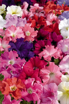 

JAGREX MESEMBRYANTHEMUM ICE PLANT MIXED FLOWER Seed(2 per packet)