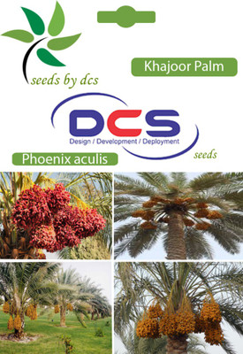 

DCS Khajoor Palm Seed(10 per packet)