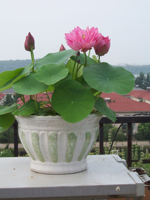 

Airex Lotus Seed(15 per packet)