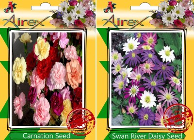 Airex Carnation, Swan River Daisy Seed(20 per packet)