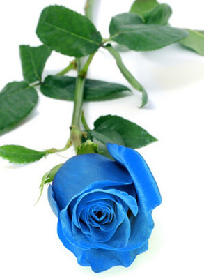 

NSKON Beautiful Bonsai BLUE Rose Plant Seed(15 per packet)