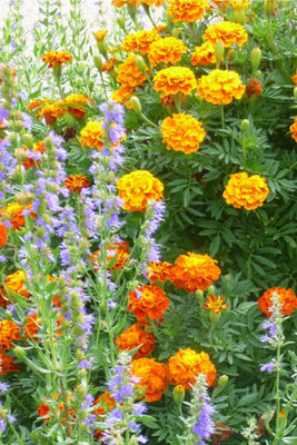 Seedlings India French Marigold Nana Bonita Mix Hybrid Seed(60 per packet)