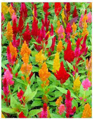 

Bio Kisan Flower Seed(20 per packet)