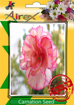 

Airex Carnation Winter Flower Seeds (pack of 25 seeds) each Seed(25 per packet)