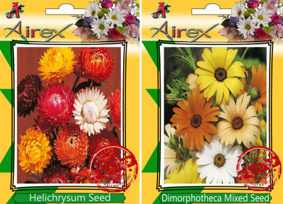 Airex Helichrysum Mixed, Dimorphotheca Mixed Seed(30 per packet)
