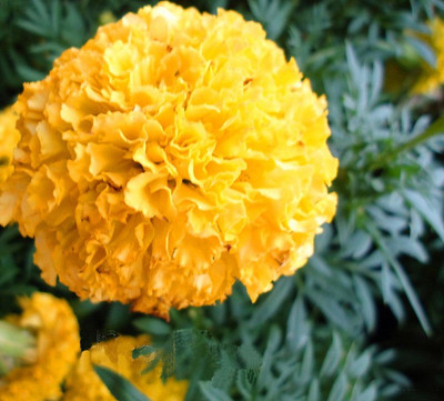 

Futaba Yellow Petals Maidenhair flower Seed(50 per packet)