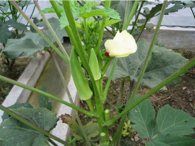 RAUNAK SEEDS Okra Seed(50 per packet)