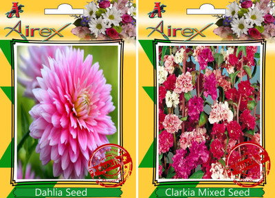Airex Dahlia, Clarkia Mixed Seed(25 per packet)