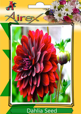 

Airex Dahlia Seed(15 per packet)