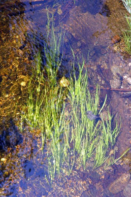 

National Gardens Desmodium Aquatic Plant Seeds by National Gardens Seed(10 per packet)