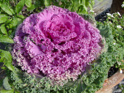 

Saaheli Flower Seeds Seed(10 per packet)
