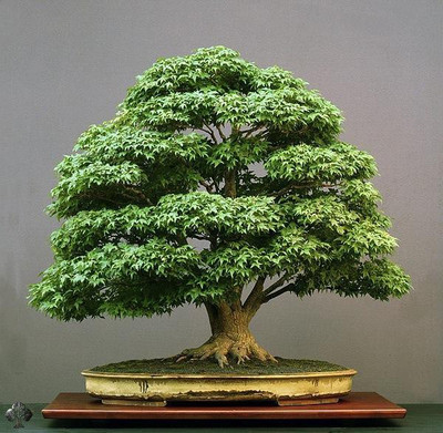 

National Gardens Japanese Green Maple Bonsai Seeds by National Gardens Seed(10 per packet)